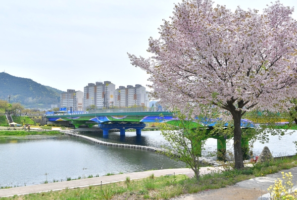 황룡강변 꽃