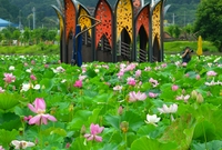 연꽃단지