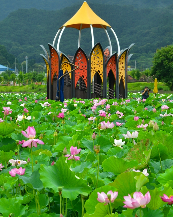 연꽃단지